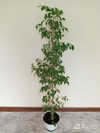 Комнатные растения цветы