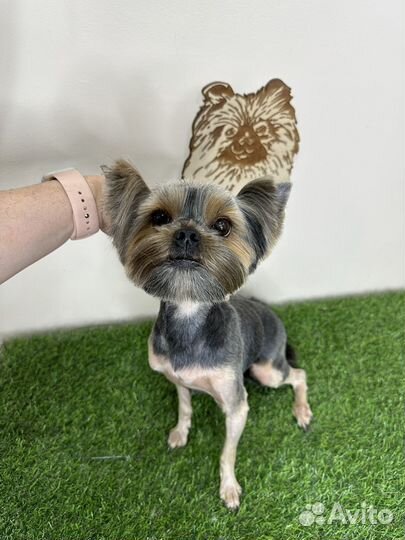 Стрижка собак, груминг животных