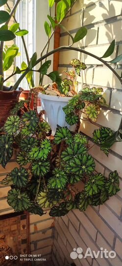 Красивые комнатные цветы