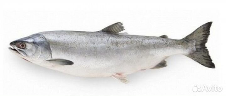 Рыба Горбуша Н/Р