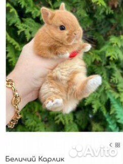 Элитные мини кролики