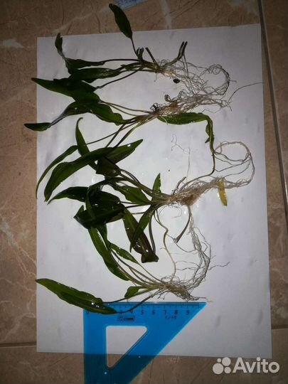 Продам криптокорина, сагиттария