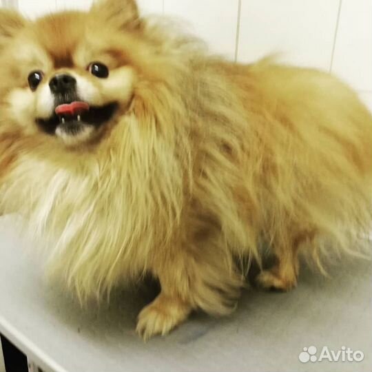 Стрижка грумер собак и кошек, УЗ чистка зубов