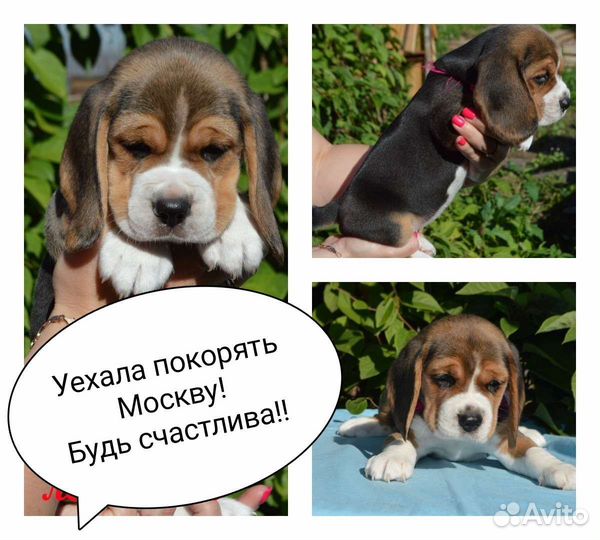 Щенки бигля Воронеж Москва Санкт-Петербург