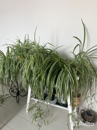 Хлорофитум