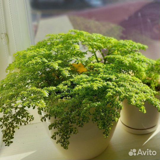 Пилея мелколистная, монстера сильтепекана