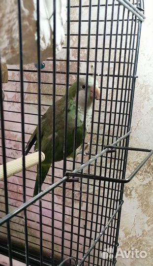 Попугай Монах квакер