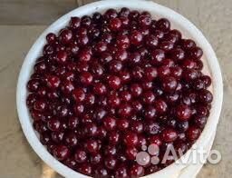 Вишня свежая