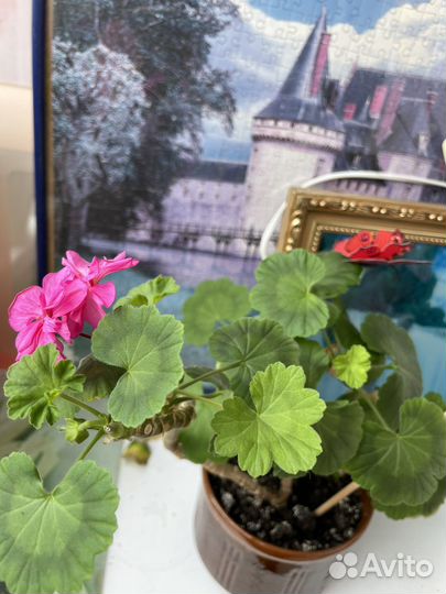 Пеларгония герань