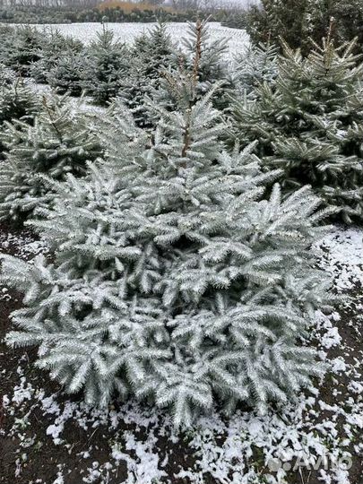 Ель колючая голубая Glauca - extra/300-400 см