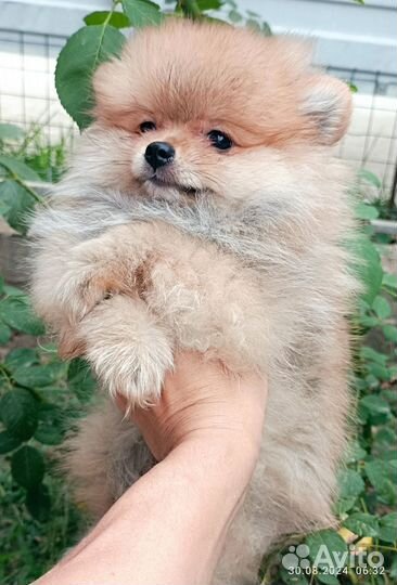 Померанские куколки