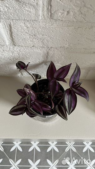 Традесканция зебрина