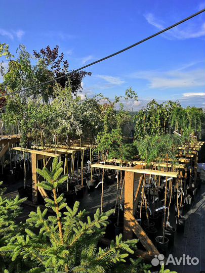 Ива цельнолистная 