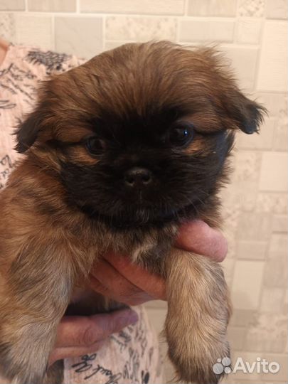 Щенки пекинеса