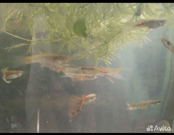 Рыбки гуппи