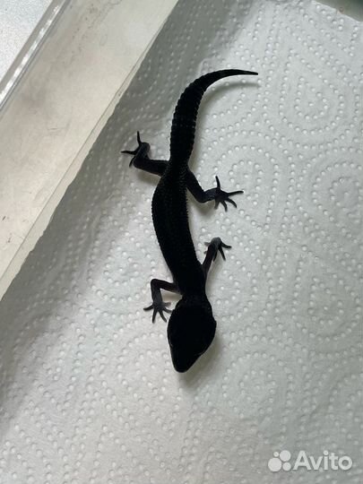 Эублефар Black Night