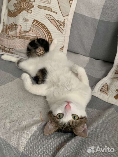 Котик Лео ищет дом