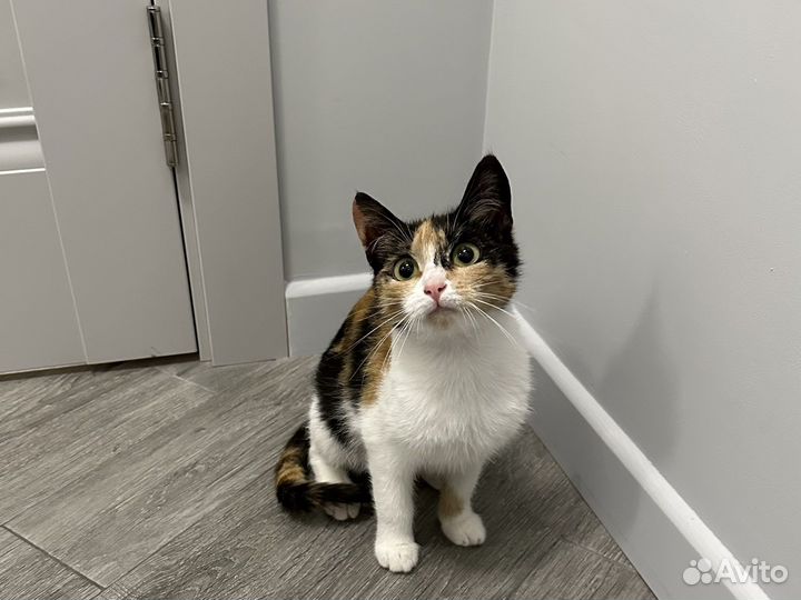 Кошка-крошка в добрые руки