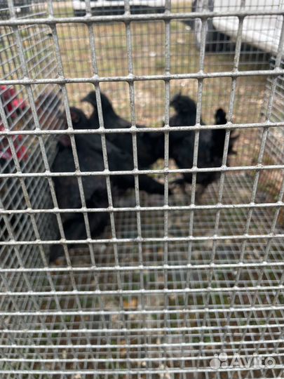 Куры бентамки