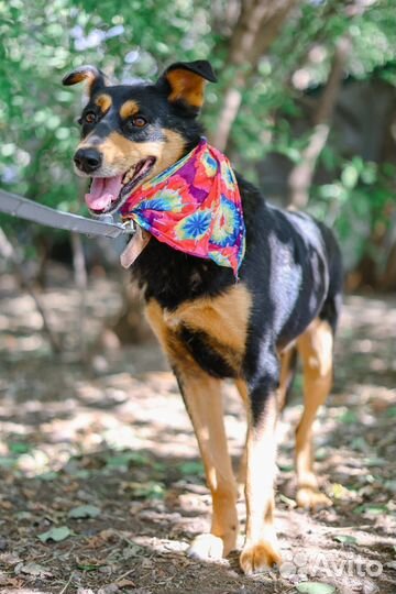 Красивый пёс из приюта станет лучшим компаньоном