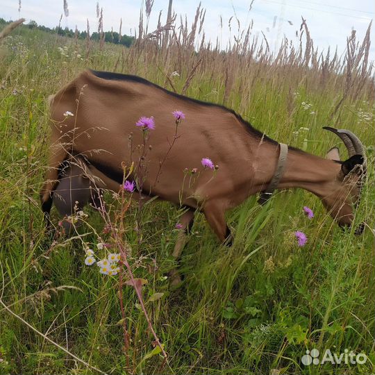 Козы и козлята