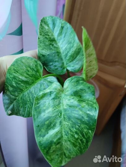 Продам Филодендрон Гигантум