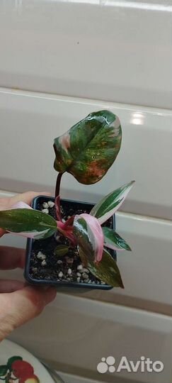 Филодендрон White Wizard и розовая принцесса