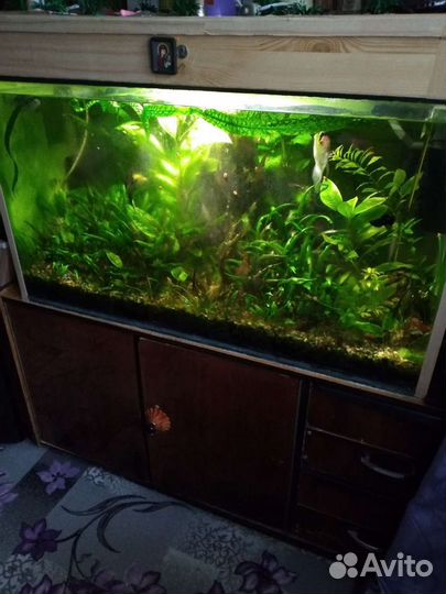 Аквариум