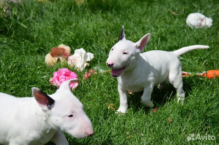 Щенки бультерьера стандартного