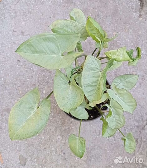 Сингониумы