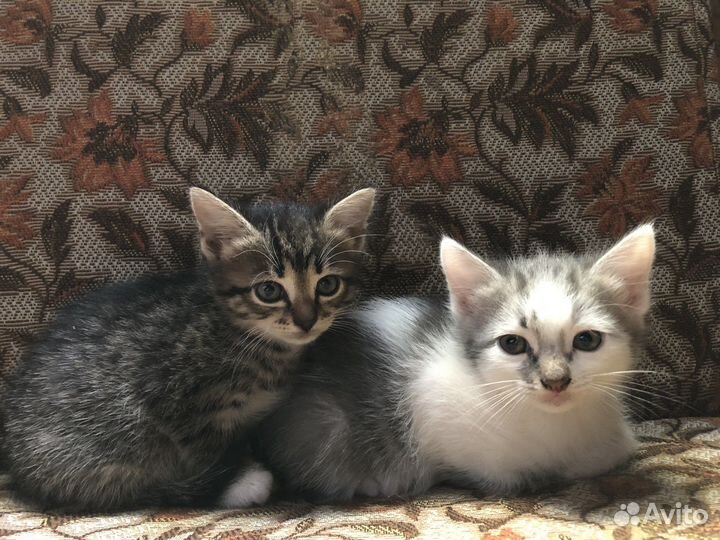 Кошечка в добрые руки