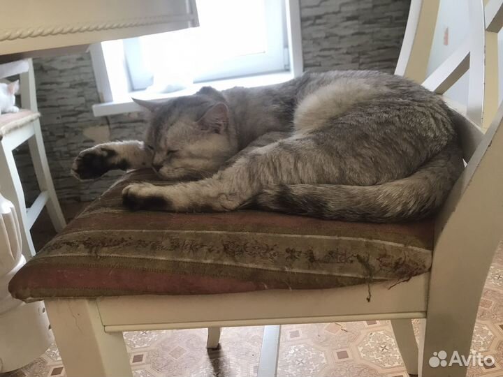 Шотландский кот вязка