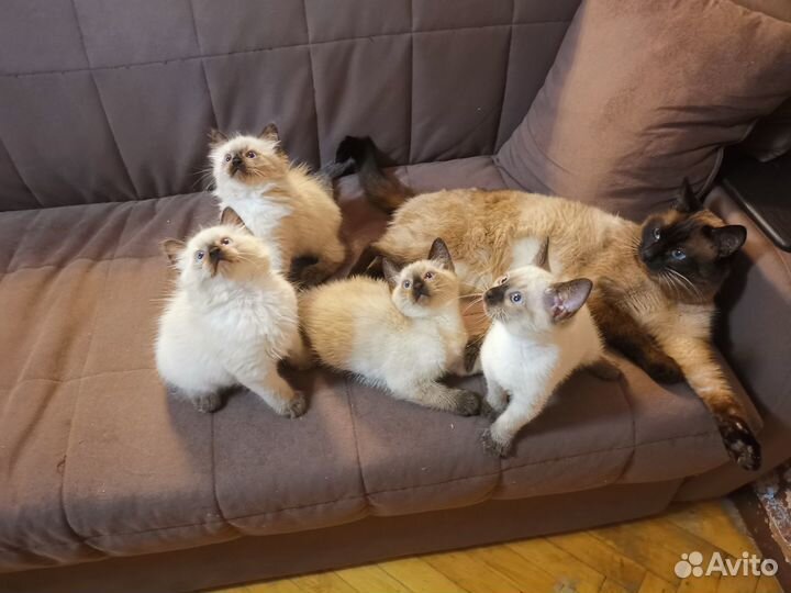 Продаются Тайские (Сиамские) котята
