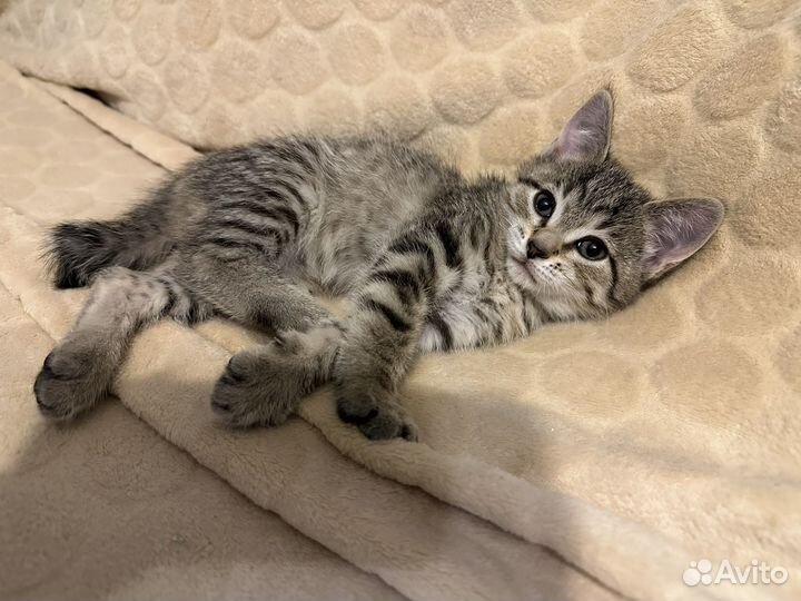 Британская кошка бесплатно