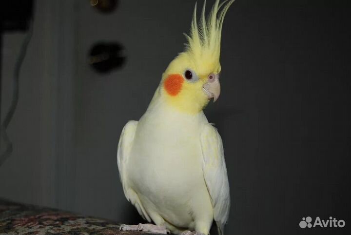 Попугаи кореллы