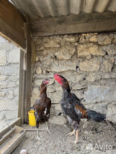 Бойцовые куры