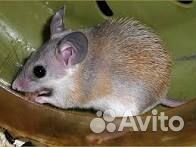 Крысы, мыши и другие грызуны