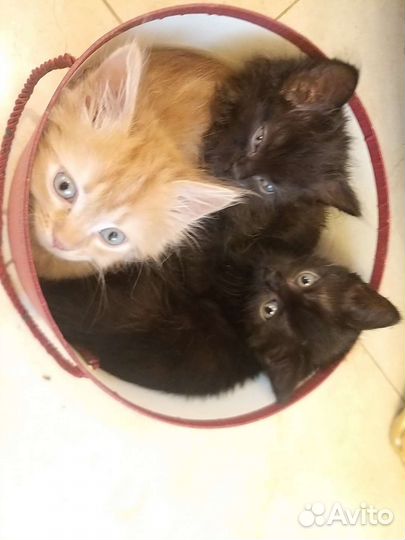 Котята черные
