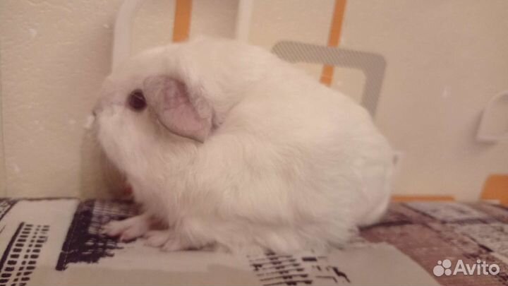 Морская свинка скинни, Тексель, Лункария