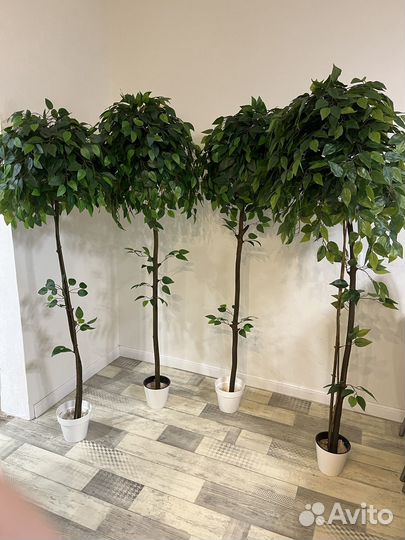 Фикус. Искусственный фикус