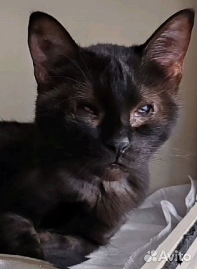 Слепая некрасивая кошека