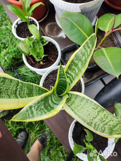 Сансевиерия