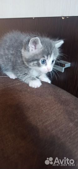 Котята