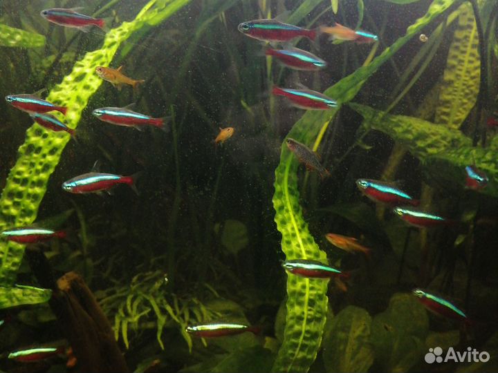 Аквариумные рыбы