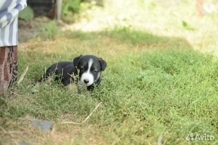 Щенки лайки