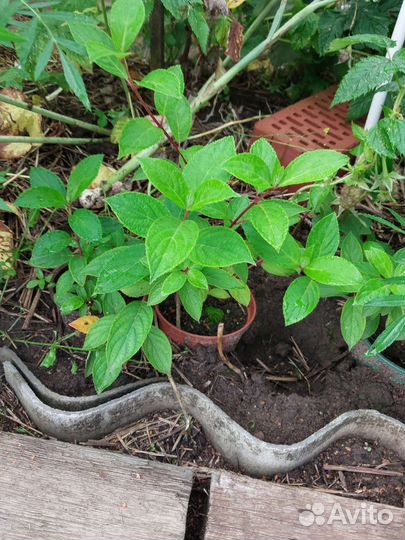 Гортензия метельчатая