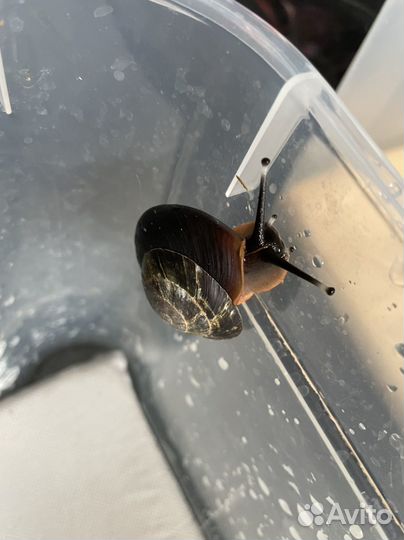 Улитки плеуродонт экселенс, маргинаты, овум