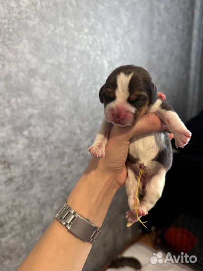 Собаки щенки бигль