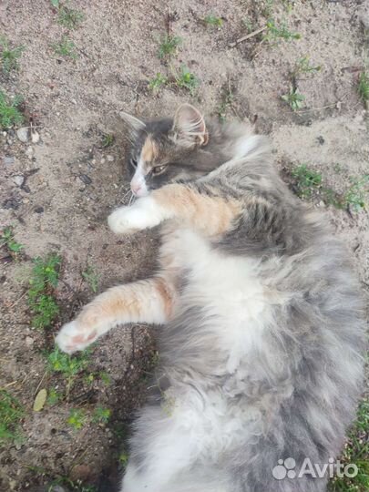 Кошка трёхцветная и кот рыжий