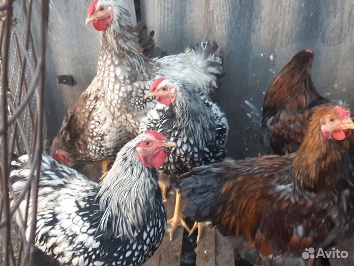 Петухи породистые